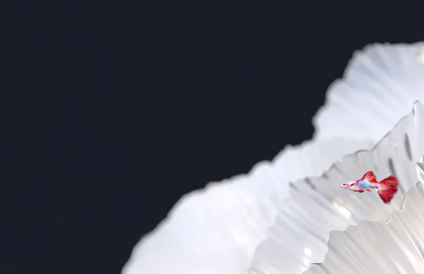 A red guppy floating among translucent white coral petals