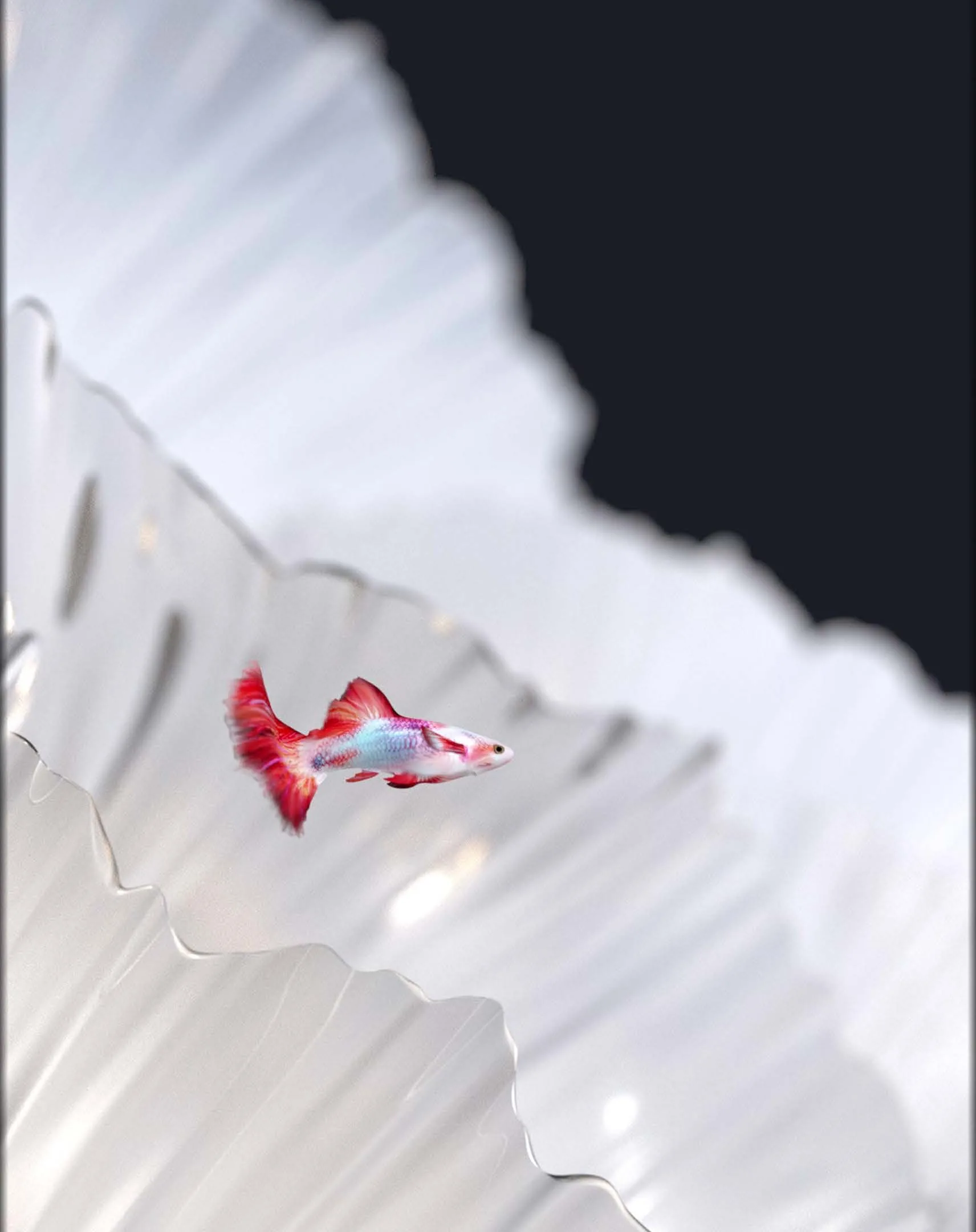 Blossom final render: a red guppy over white coral