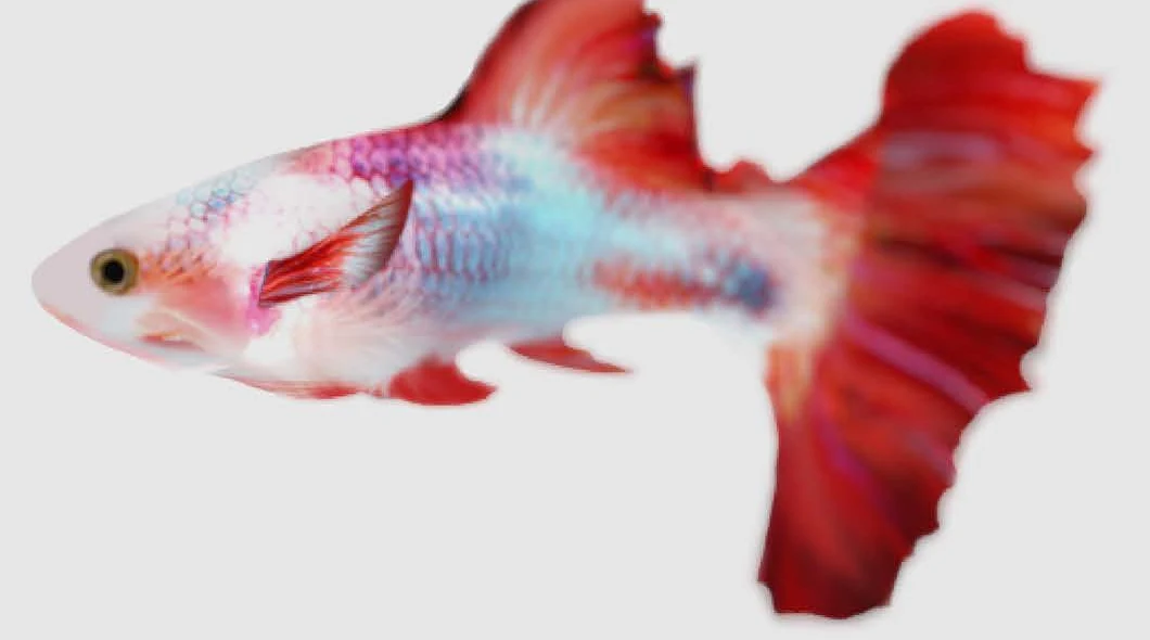 The guppy with its final texture