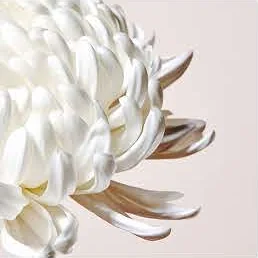 Moodboard for Blossom, image 2