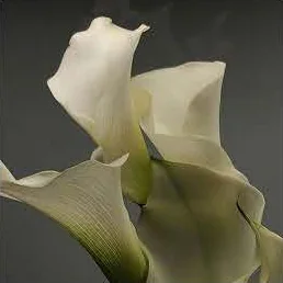 Moodboard for Blossom, image 10