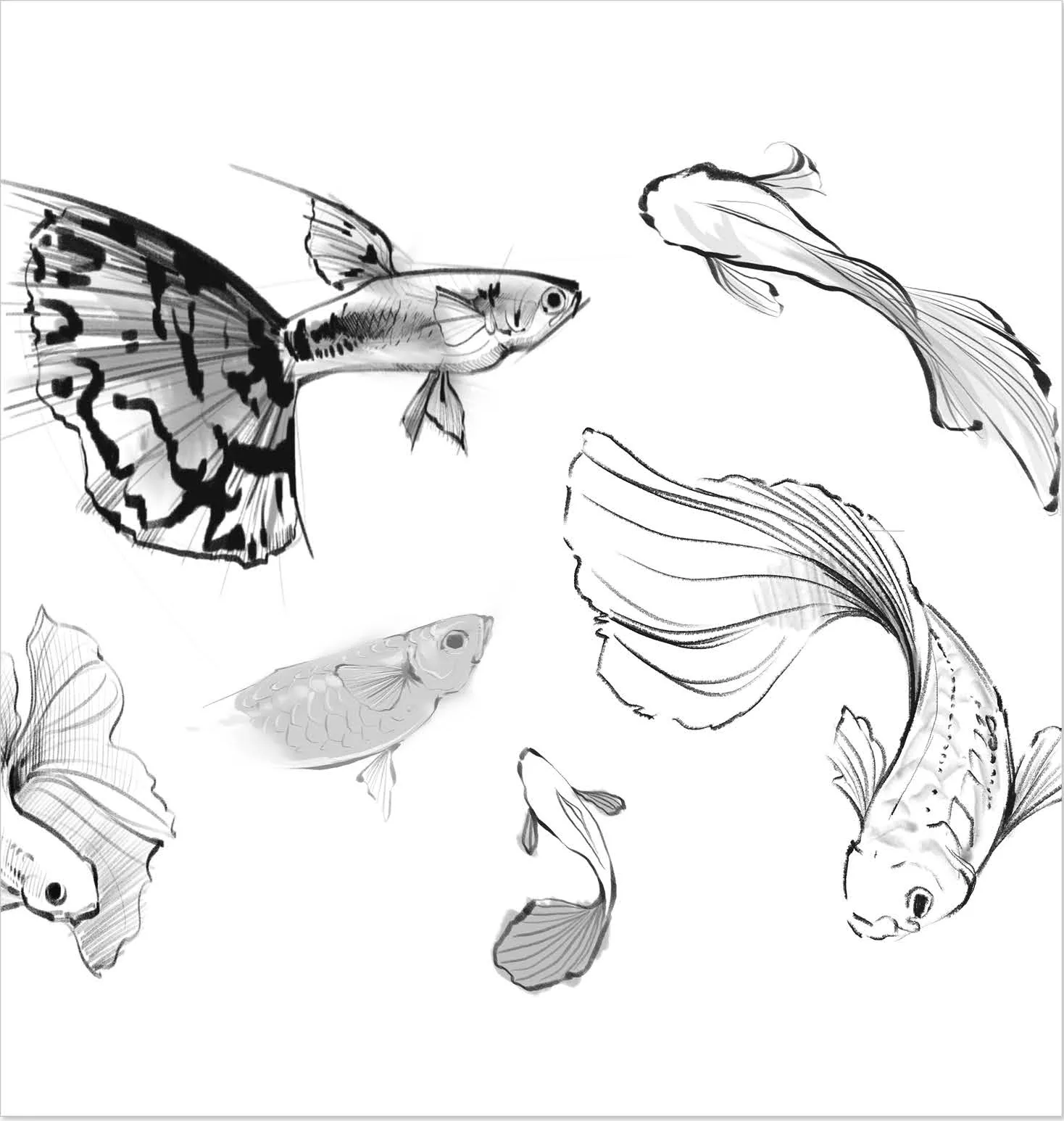 Procreate sketches of guppy fish from several angles